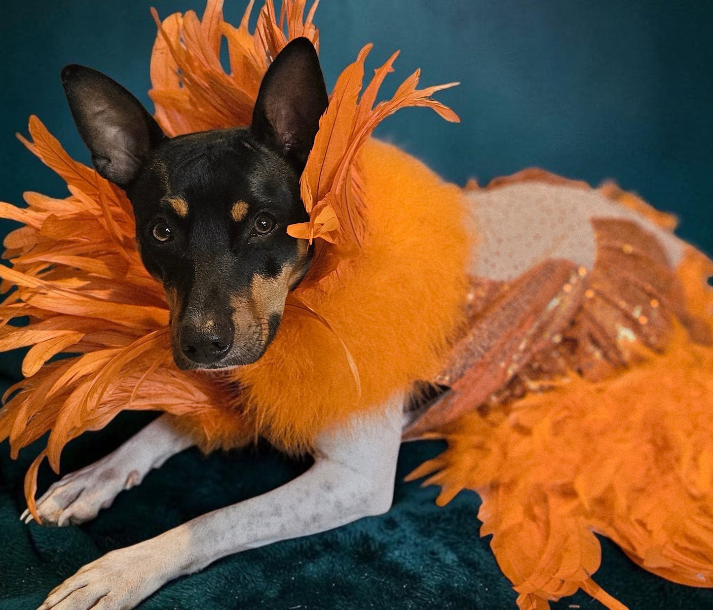 Feather sequin special occasion pet dress, Orange feather pet dress, Kendall Jenner Met gala pet costume