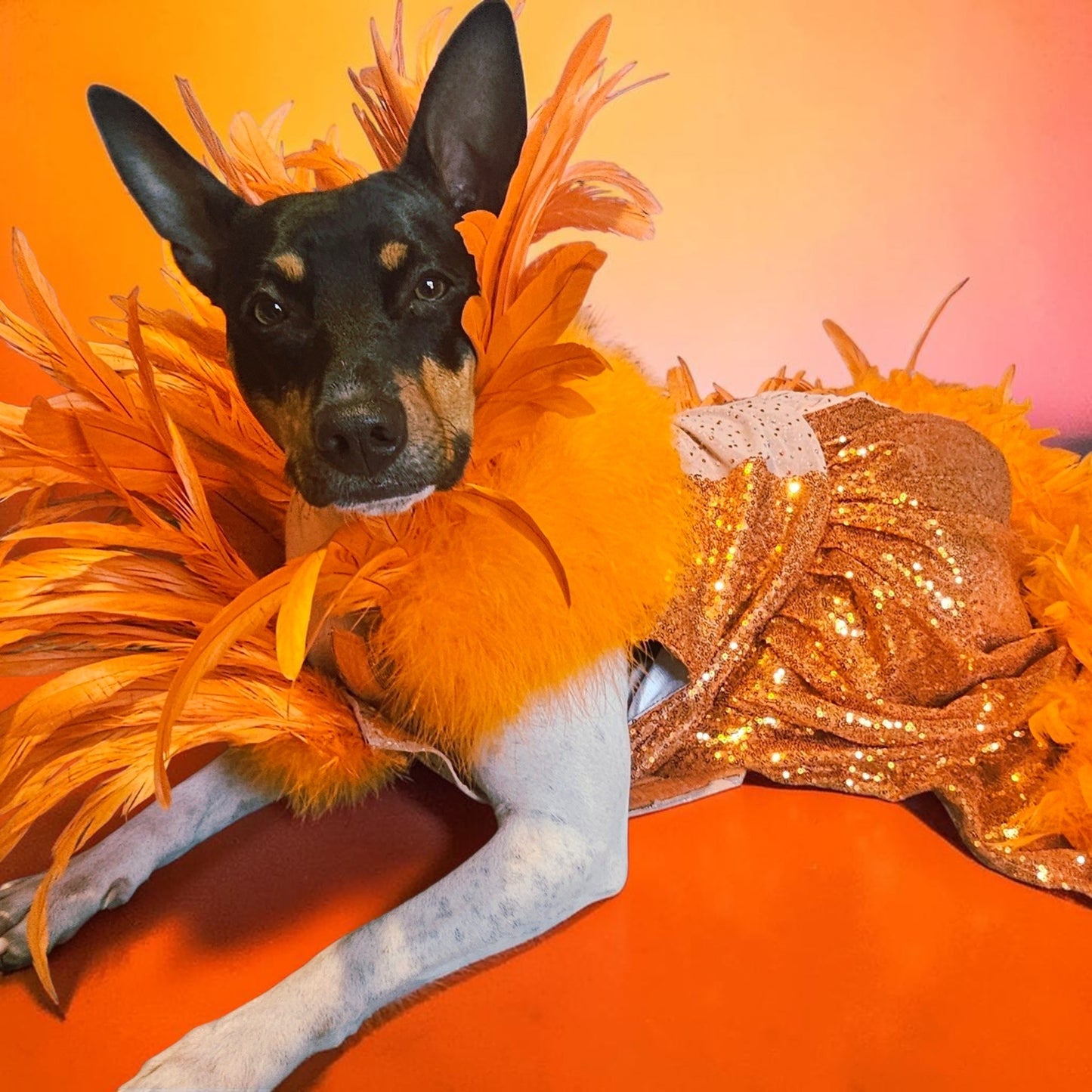 Feather sequin special occasion pet dress, Orange feather pet dress, Kendall Jenner Met gala pet costume