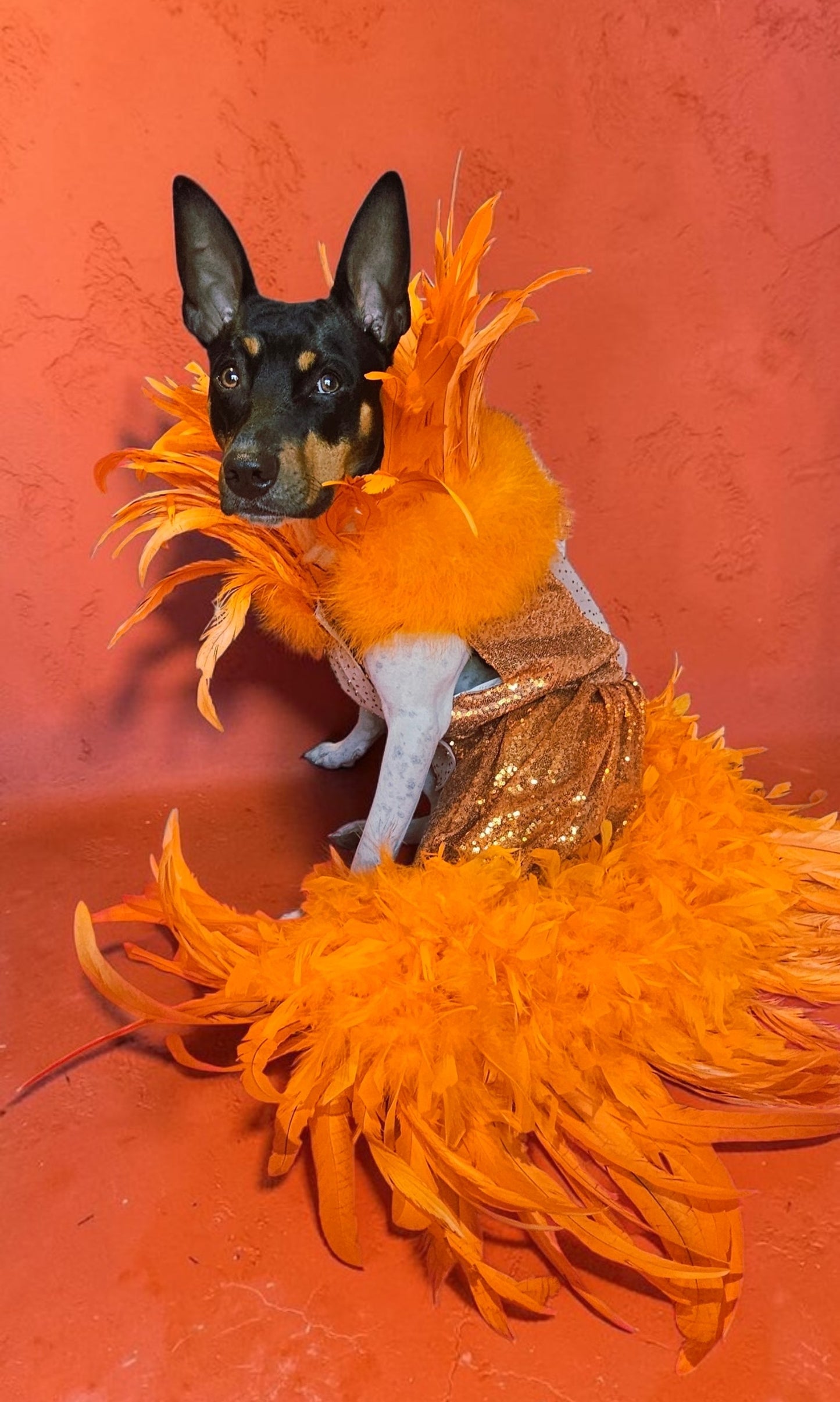 Feather sequin special occasion pet dress, Orange feather pet dress, Kendall Jenner Met gala pet costume