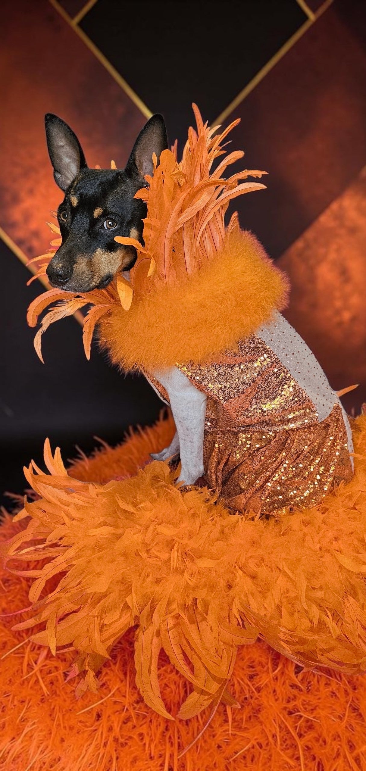 Feather sequin special occasion pet dress, Orange feather pet dress, Kendall Jenner Met gala pet costume