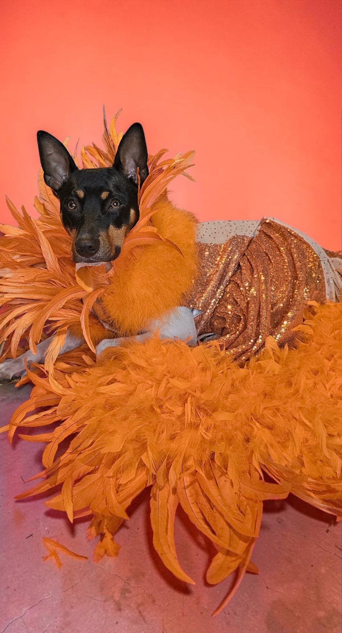 Feather sequin special occasion pet dress, Orange feather pet dress, Kendall Jenner Met gala pet costume