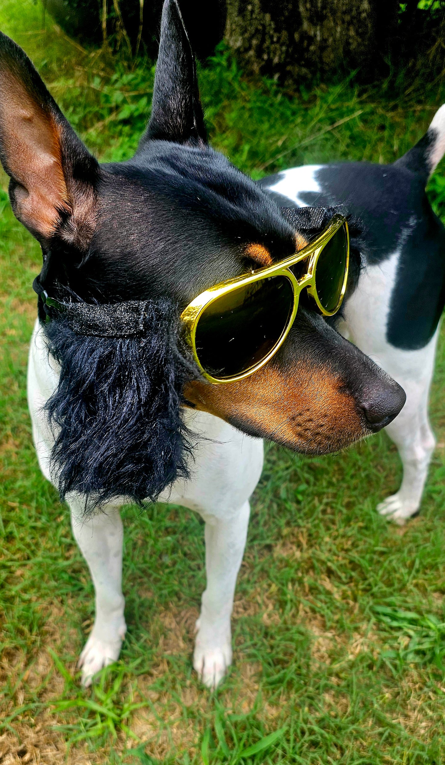 Elvis pet glasses, elvis dog glasses and sideburns, king of rock and roll pet glasses, costume pet glasses, costume dog glasses, elvis pet