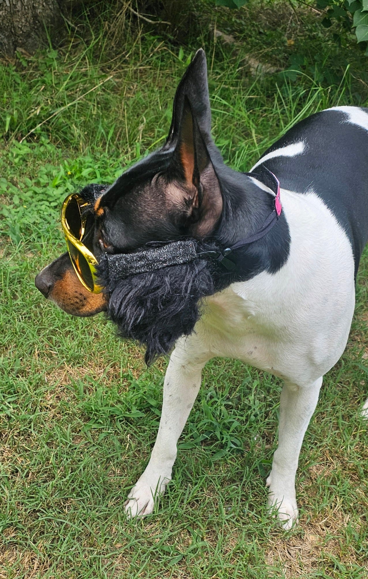 Elvis pet glasses, elvis dog glasses and sideburns, king of rock and roll pet glasses, costume pet glasses, costume dog glasses, elvis pet