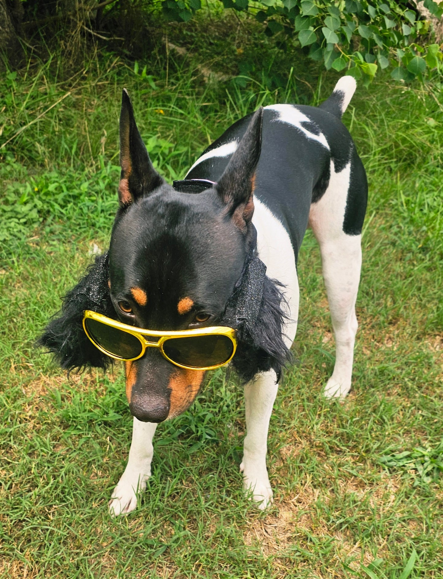 Elvis pet glasses, elvis dog glasses and sideburns, king of rock and roll pet glasses, costume pet glasses, costume dog glasses, elvis pet