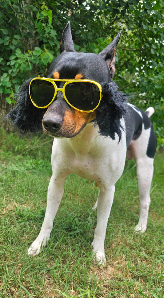 Elvis pet glasses, elvis dog glasses and sideburns, king of rock and roll pet glasses, costume pet glasses, costume dog glasses, elvis pet