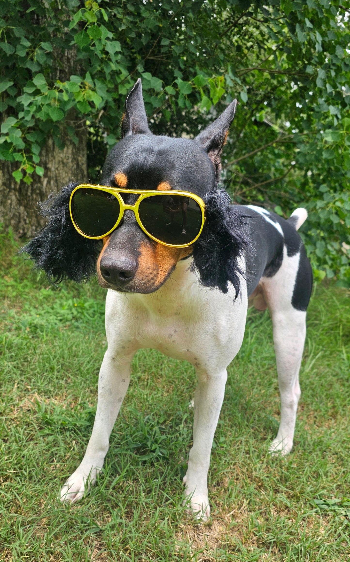 Elvis pet glasses, elvis dog glasses and sideburns, king of rock and roll pet glasses, costume pet glasses, costume dog glasses, elvis pet