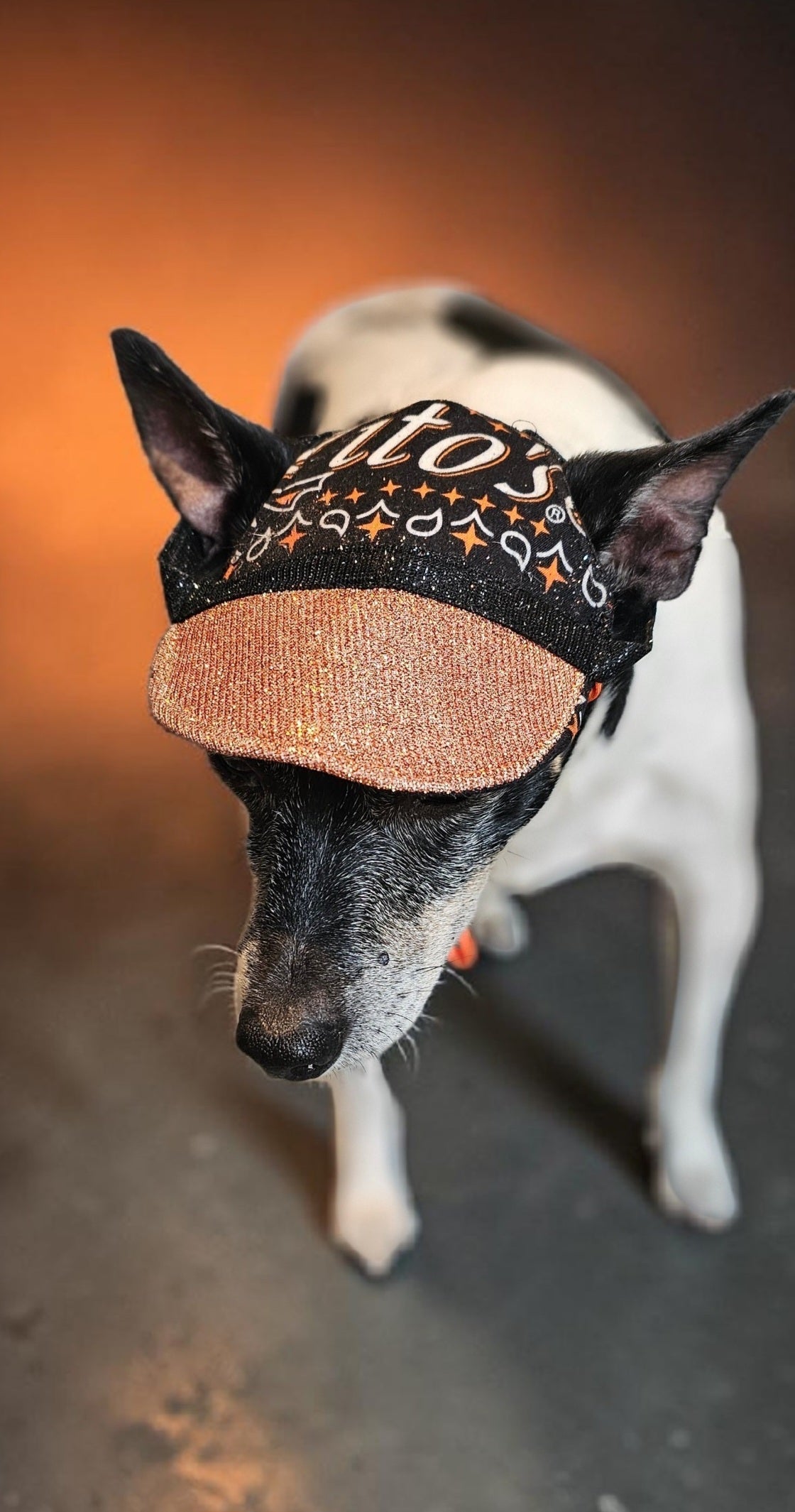 Titos glitter pet hat, dog glitter hat, titos pet hat