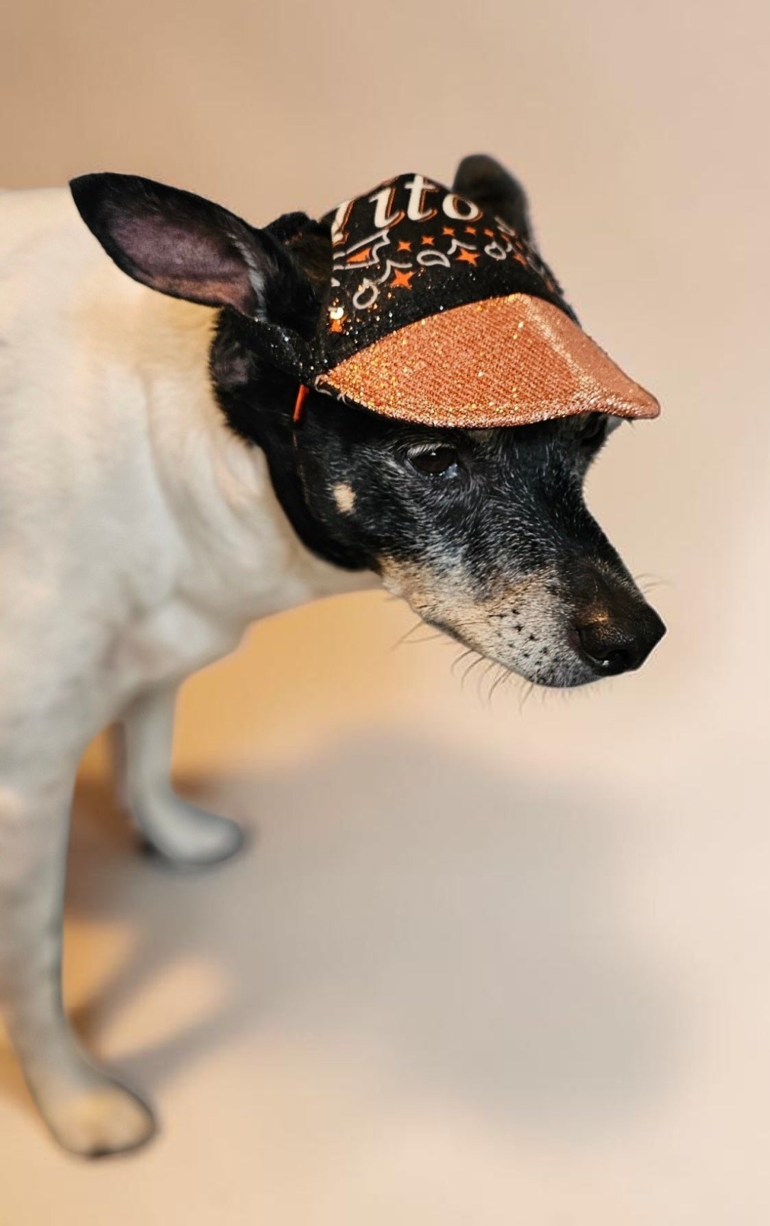 Titos glitter pet hat, dog glitter hat, titos pet hat
