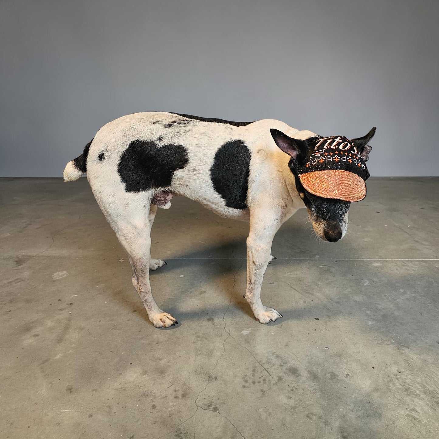 Titos glitter pet hat, dog glitter hat, titos pet hat