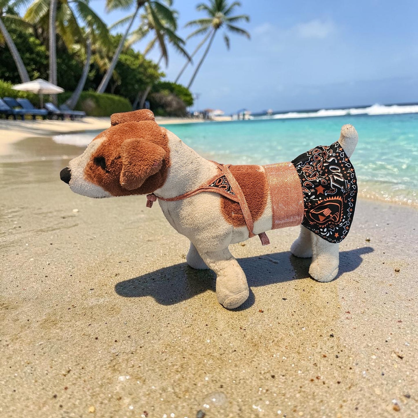 Tito's pet bathing suit, custom pet bathing suit, dog swimsuit
