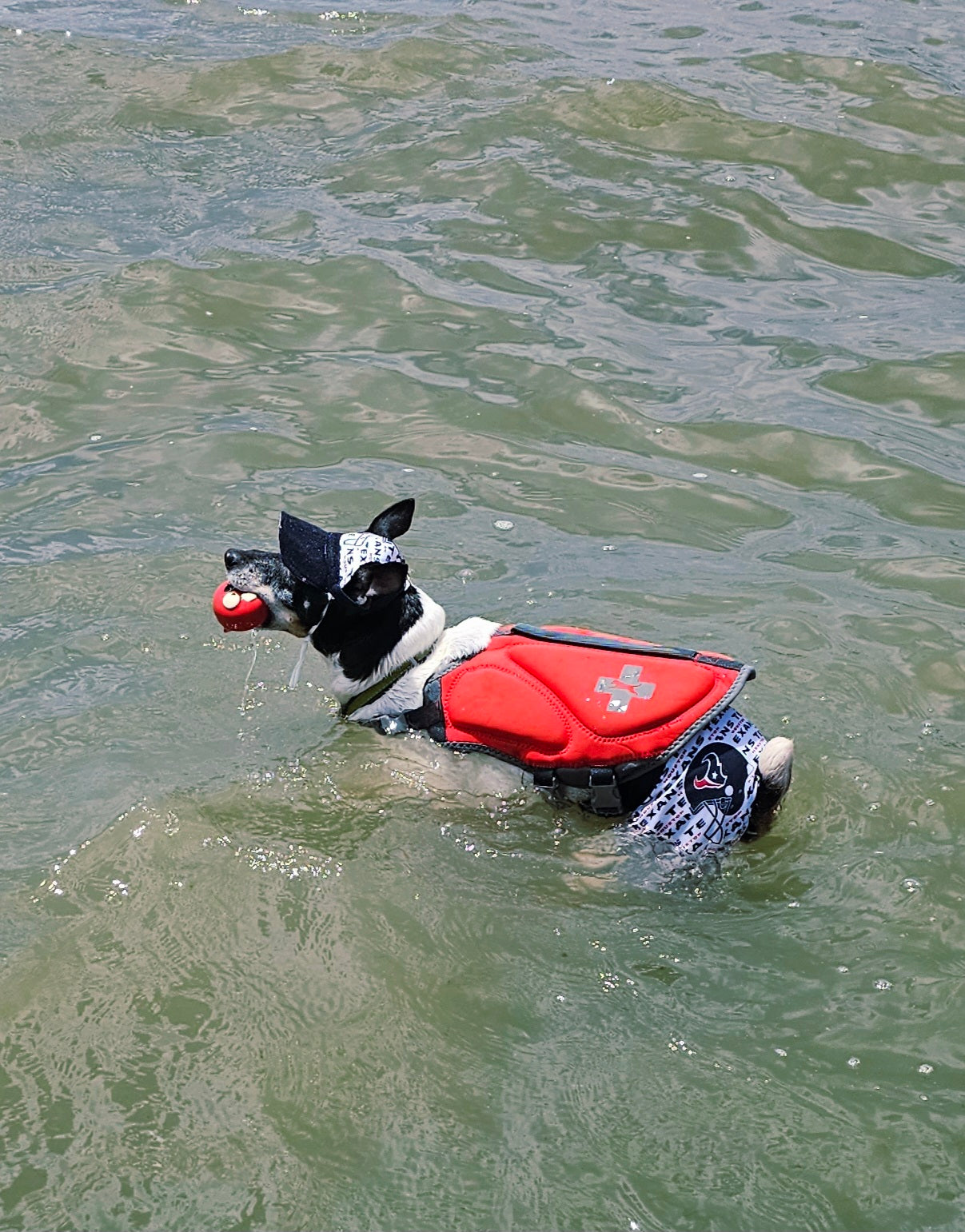 Texans sport pet swimming shorts and hat, Houston Texans pet shorts and hat