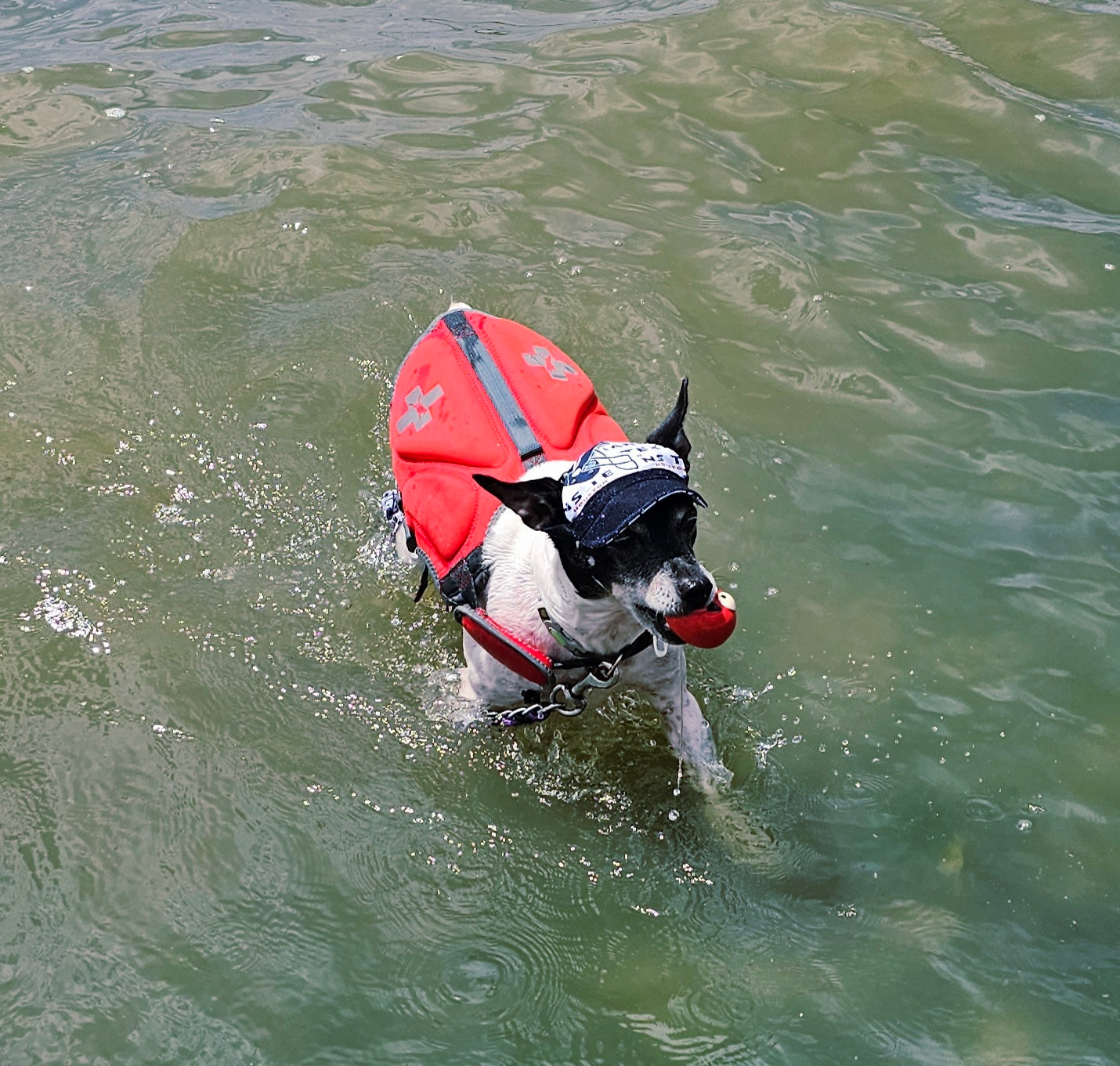 Texans sport pet swimming shorts and hat, Houston Texans pet shorts and hat