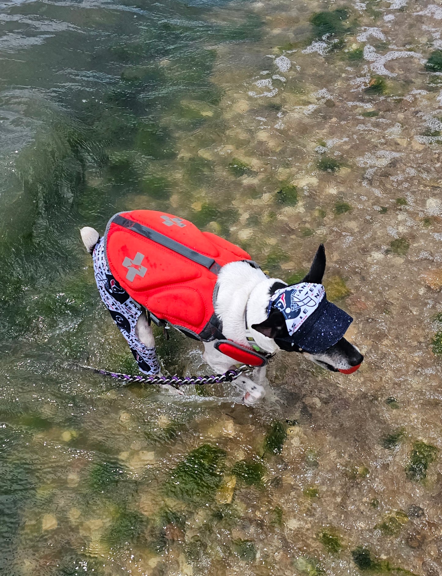 Texans sport pet swimming shorts and hat, Houston Texans pet shorts and hat