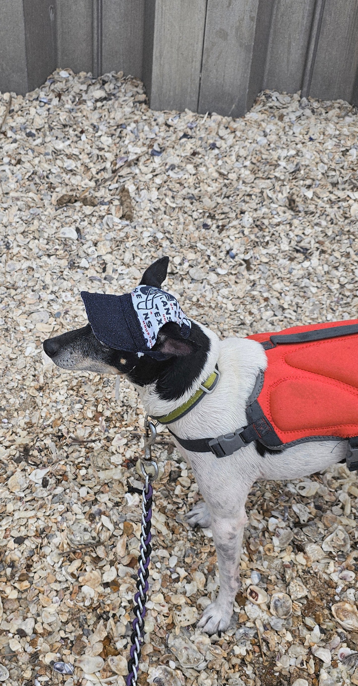 Texans sport pet swimming shorts and hat, Houston Texans pet shorts and hat