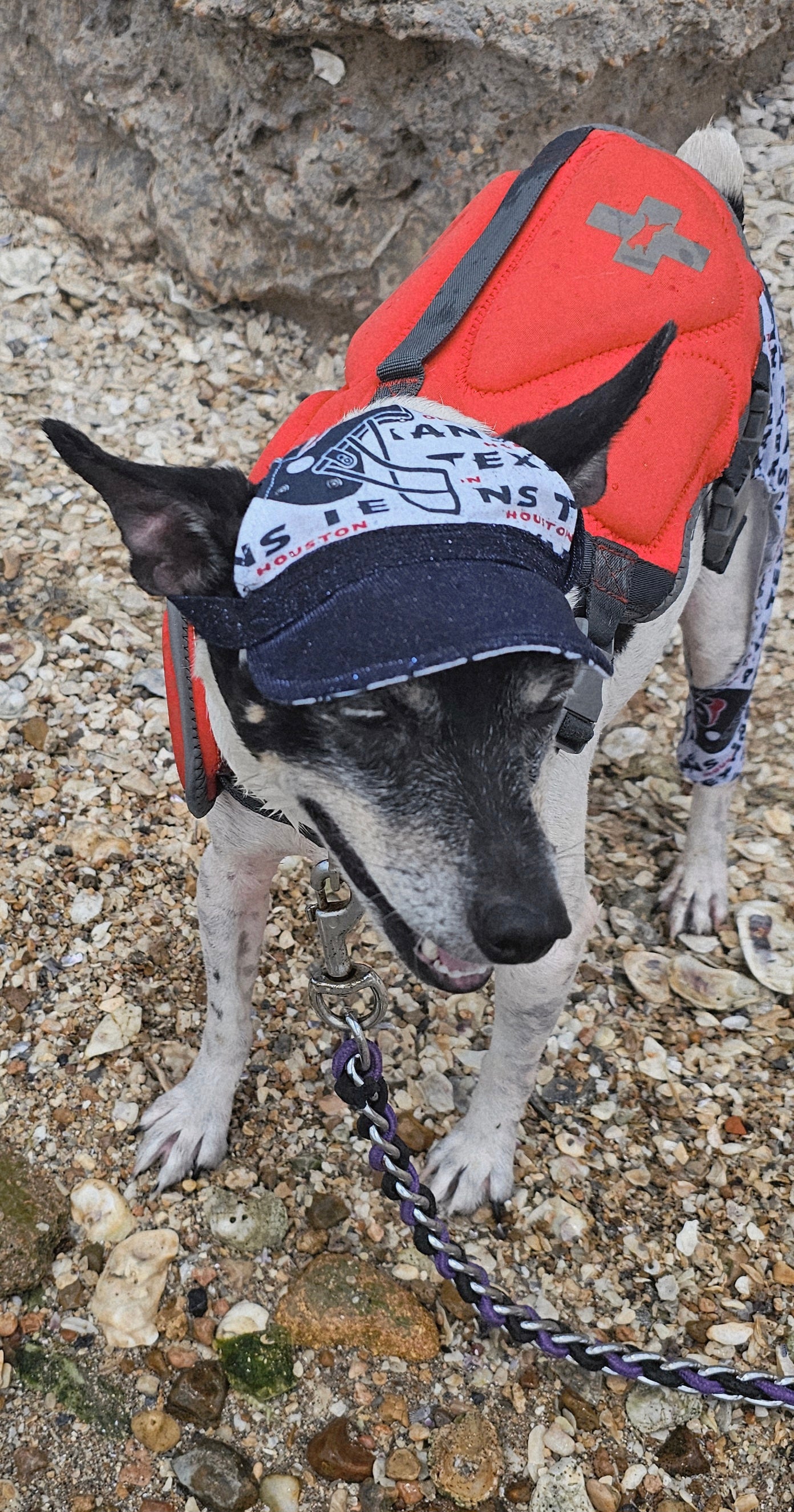 Texans sport pet swimming shorts and hat, Houston Texans pet shorts and hat