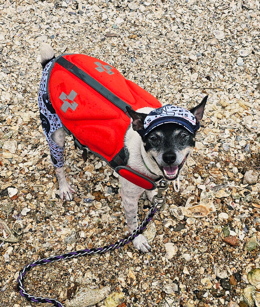 Texans sport pet swimming shorts and hat, Houston Texans pet shorts and hat