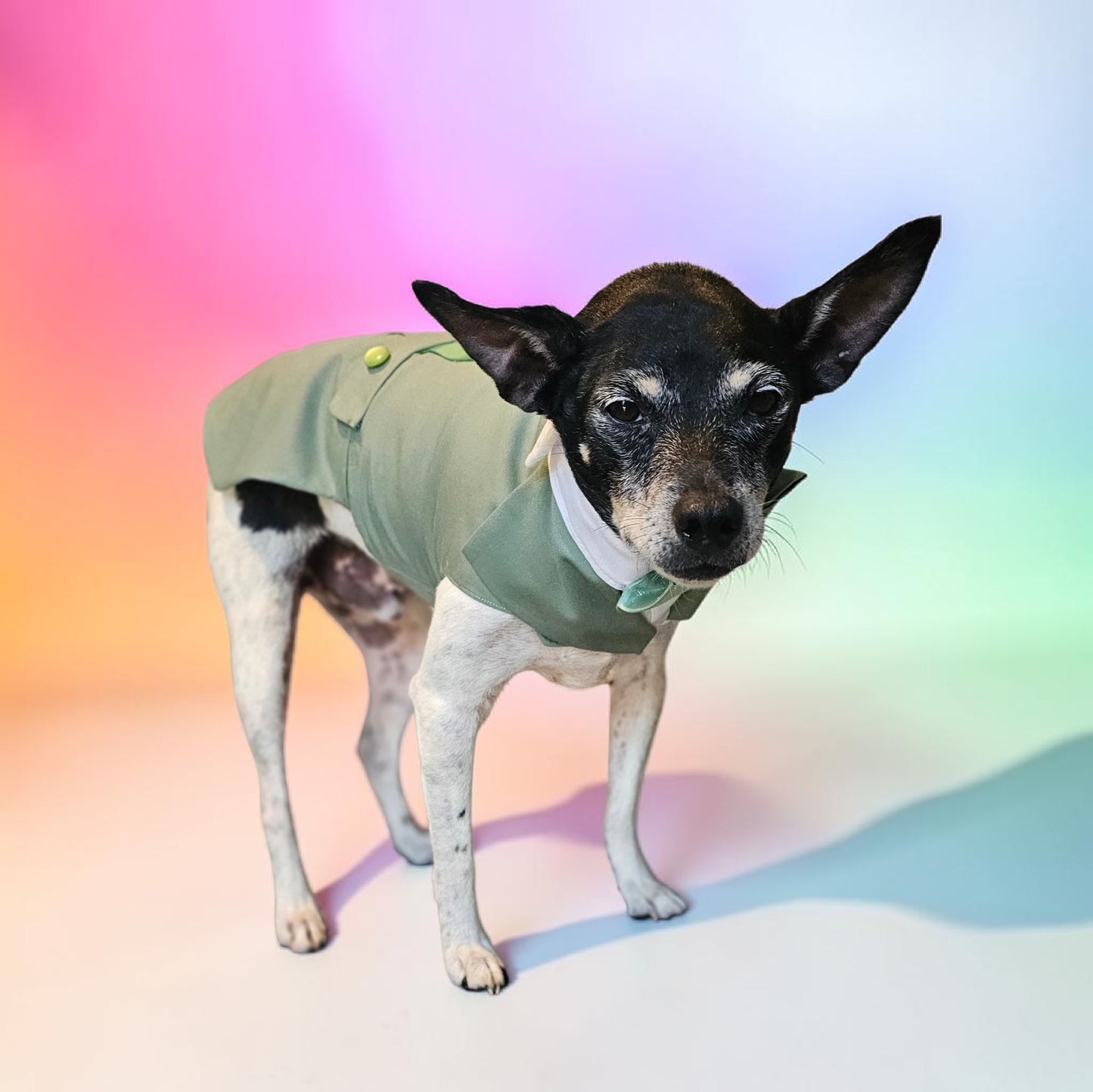 Pet wedding tuxedo costume, vest and bow-tie bandana set for pets