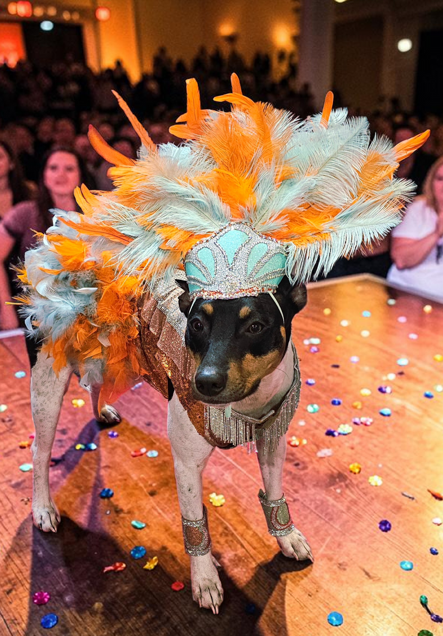Showgirl pet costume, Life of showpet costume, feather showgirl pet costume