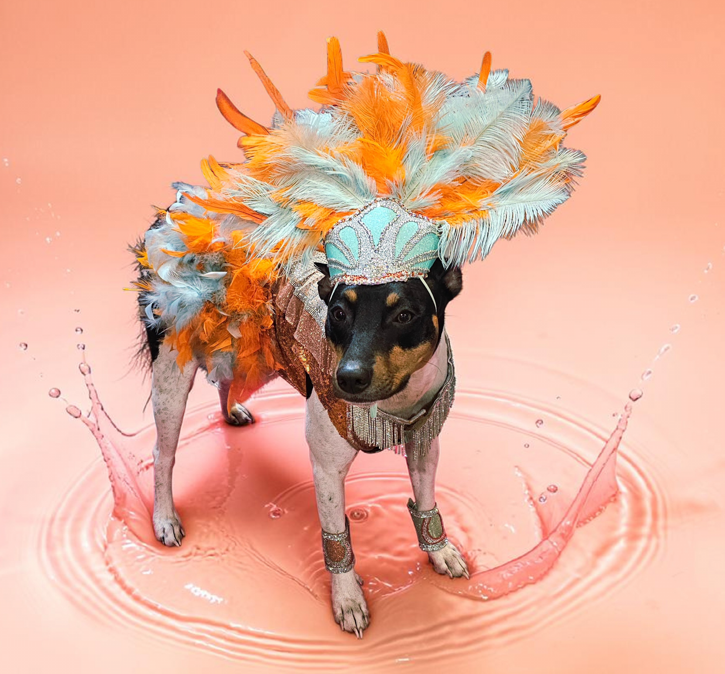Showgirl pet costume, Life of showpet costume, feather showgirl pet costume