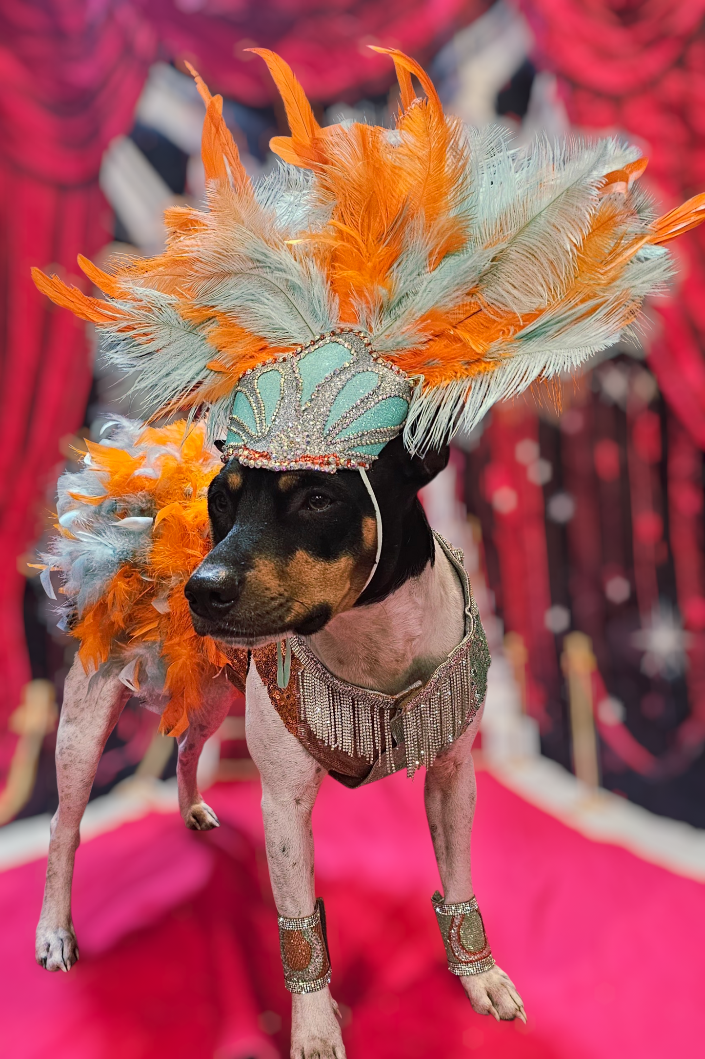 Showgirl pet costume, Life of showpet costume, feather showgirl pet costume