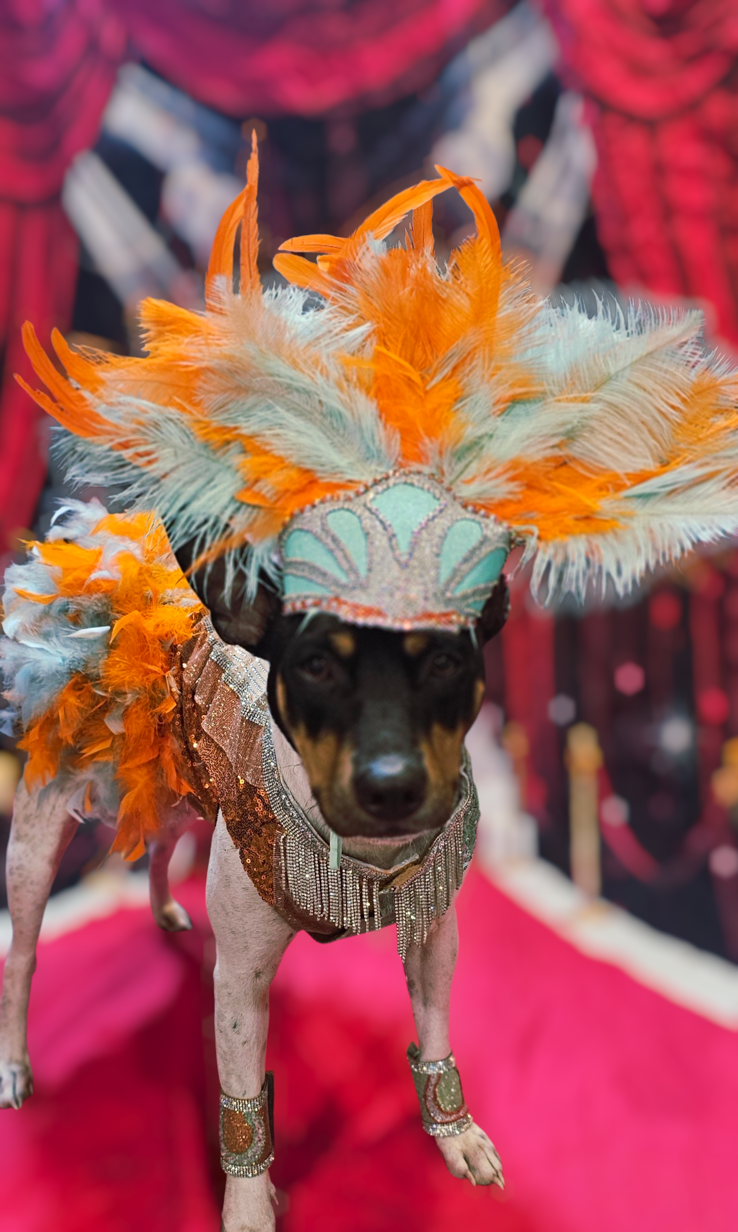 Showgirl pet costume, Life of showpet costume, feather showgirl pet costume
