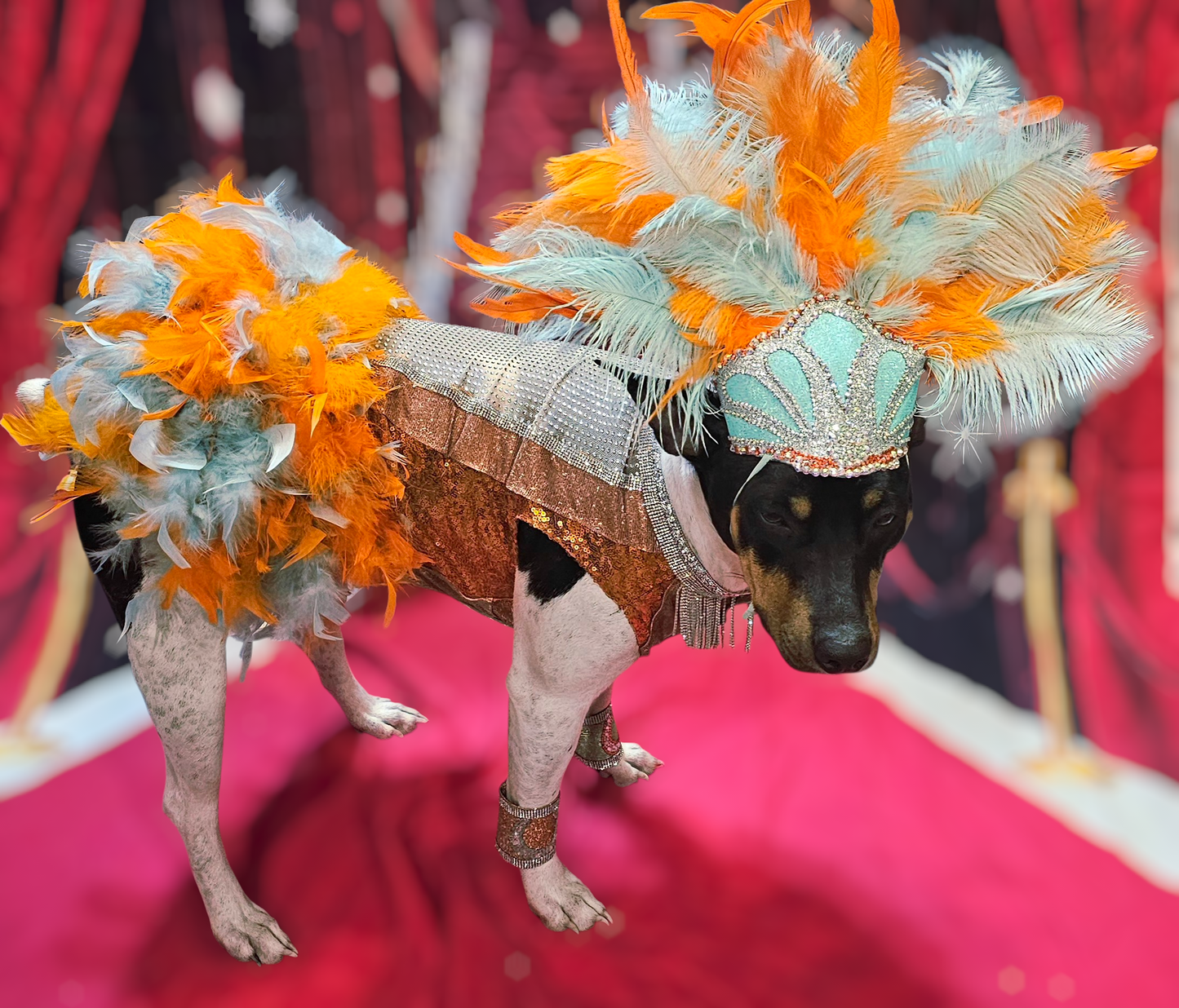 Showgirl pet costume, Life of showpet costume, feather showgirl pet costume