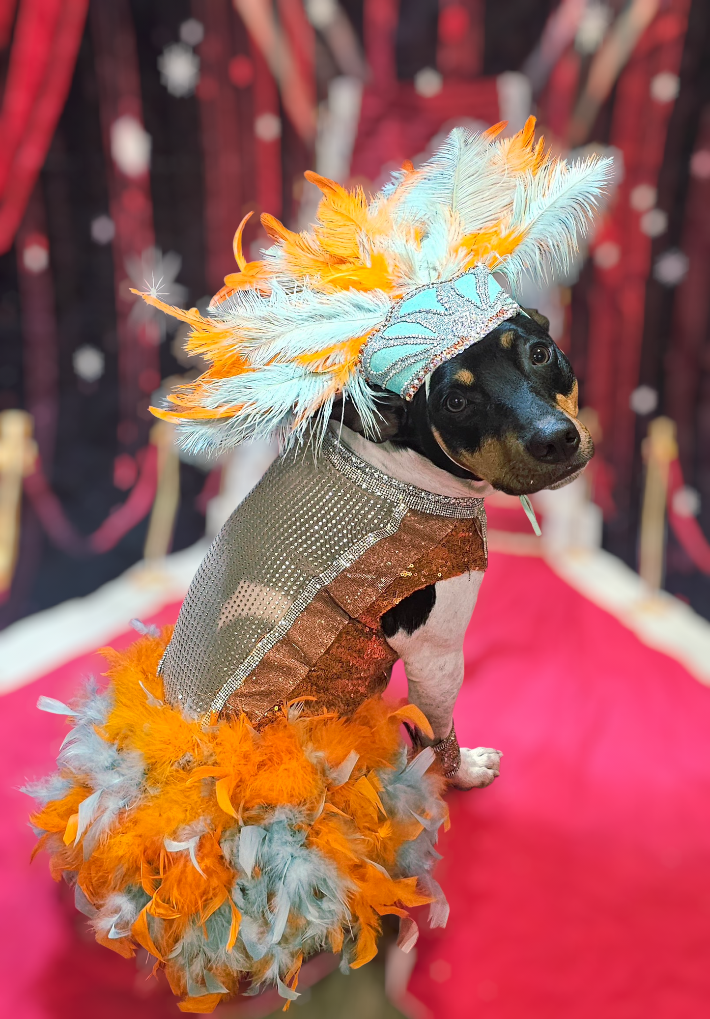 Showgirl pet costume, Life of showpet costume, feather showgirl pet costume