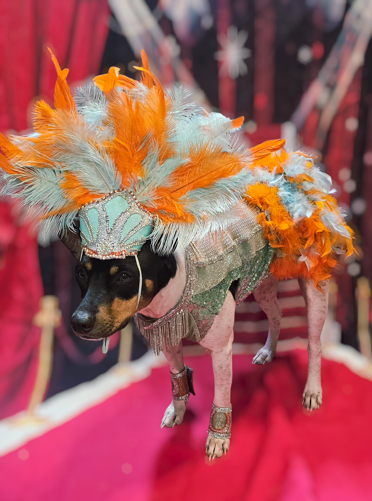 Showgirl pet costume, Life of showpet costume, feather showgirl pet costume