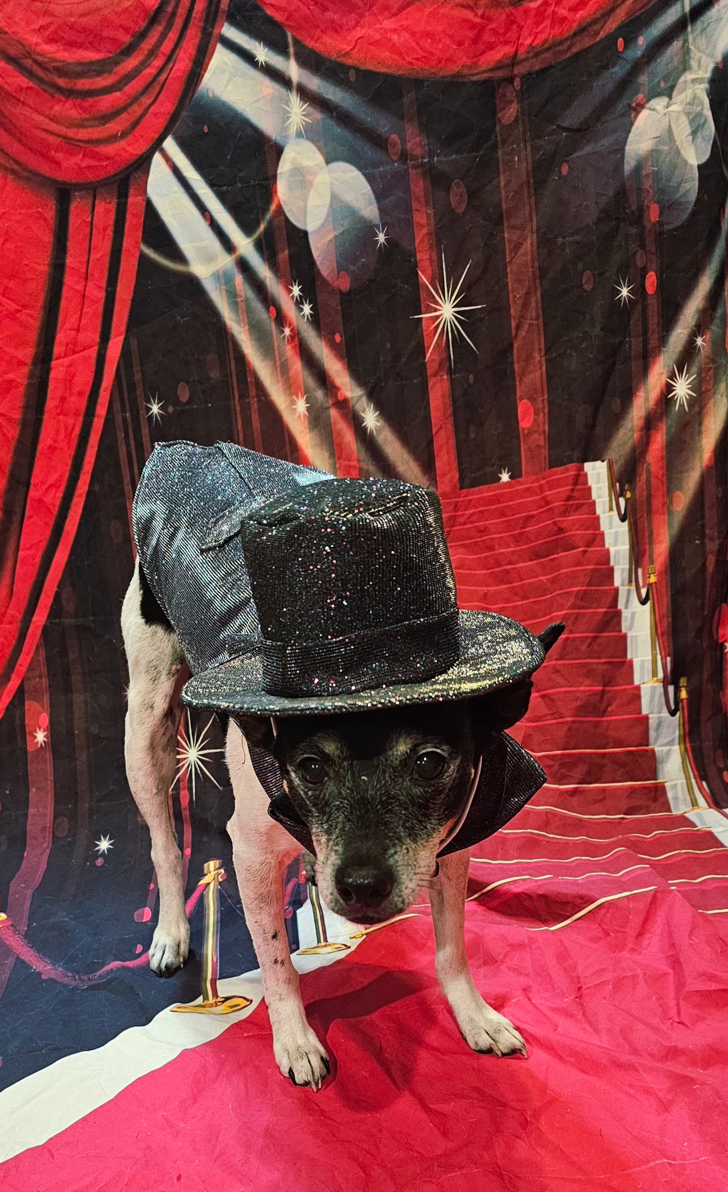 Glitter pet vest and top hat, Pet suit and top hat