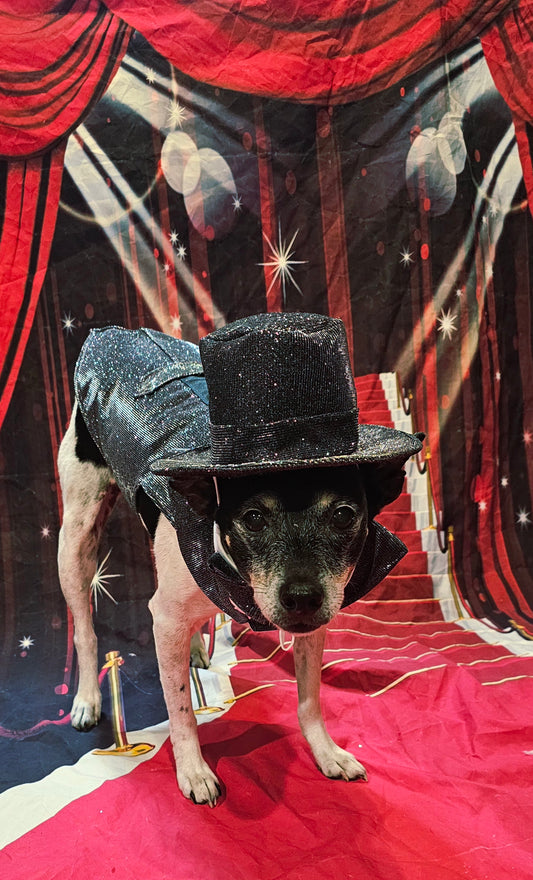 Glitter pet vest and top hat, Pet suit and top hat