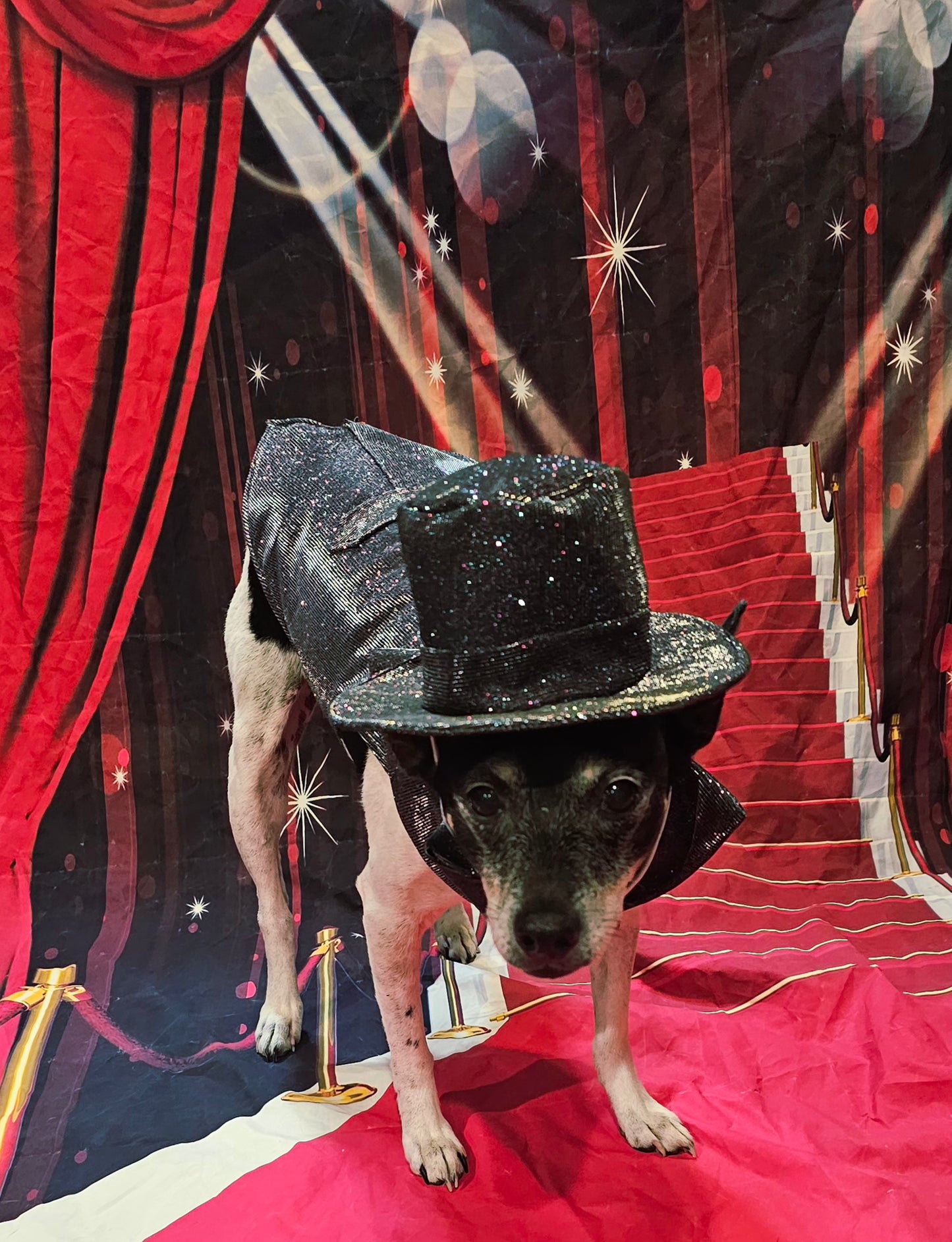 Glitter pet vest and top hat, Pet suit and top hat