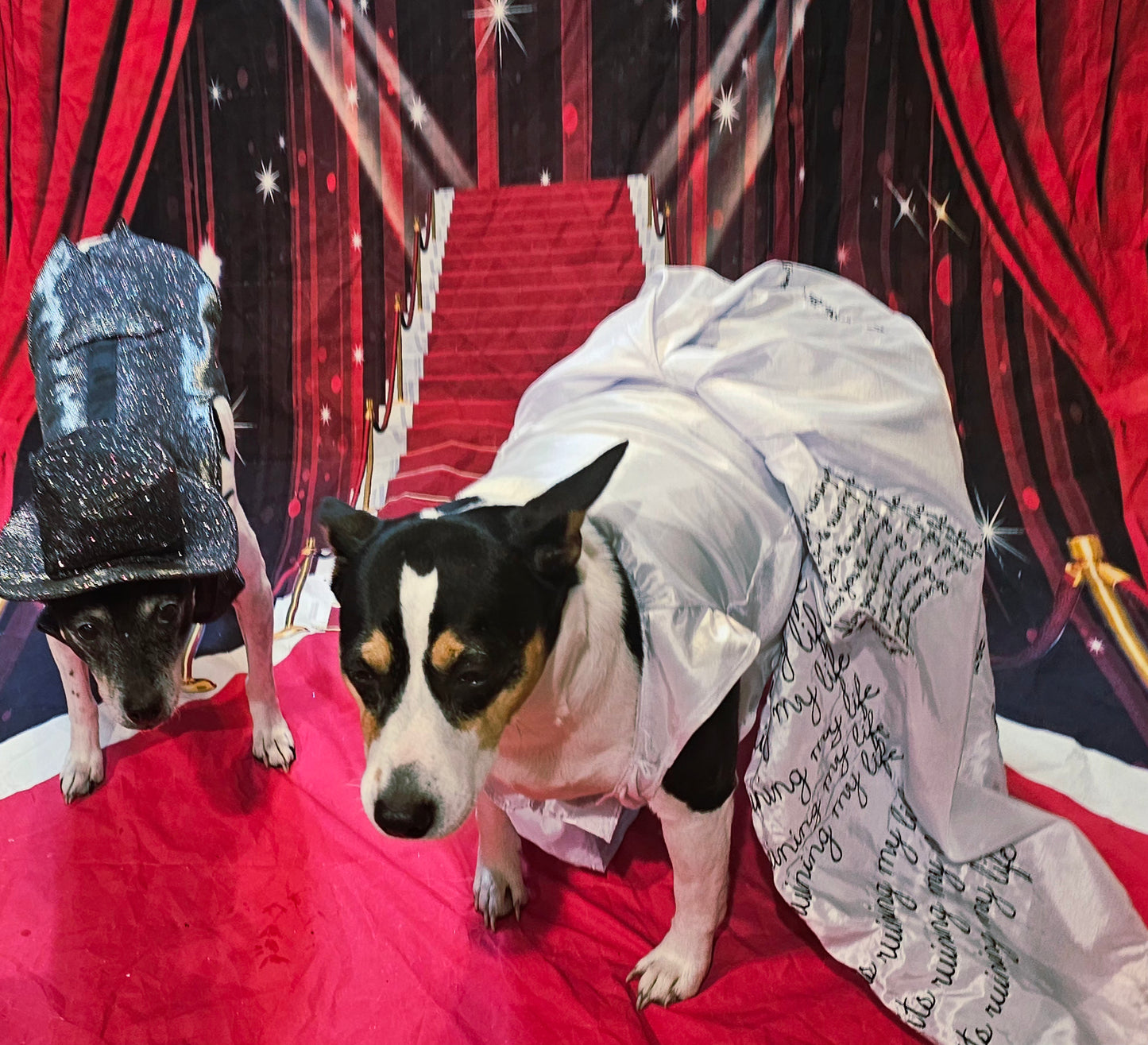 Glitter pet vest and top hat, Pet suit and top hat