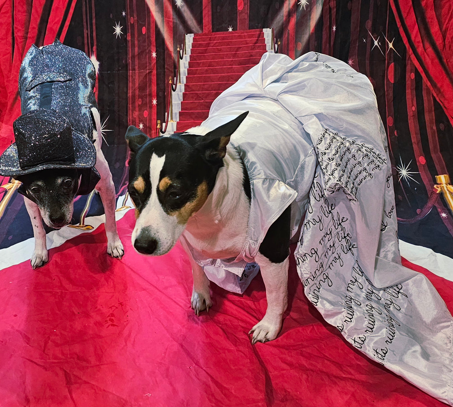 Glitter pet vest and top hat, Pet suit and top hat