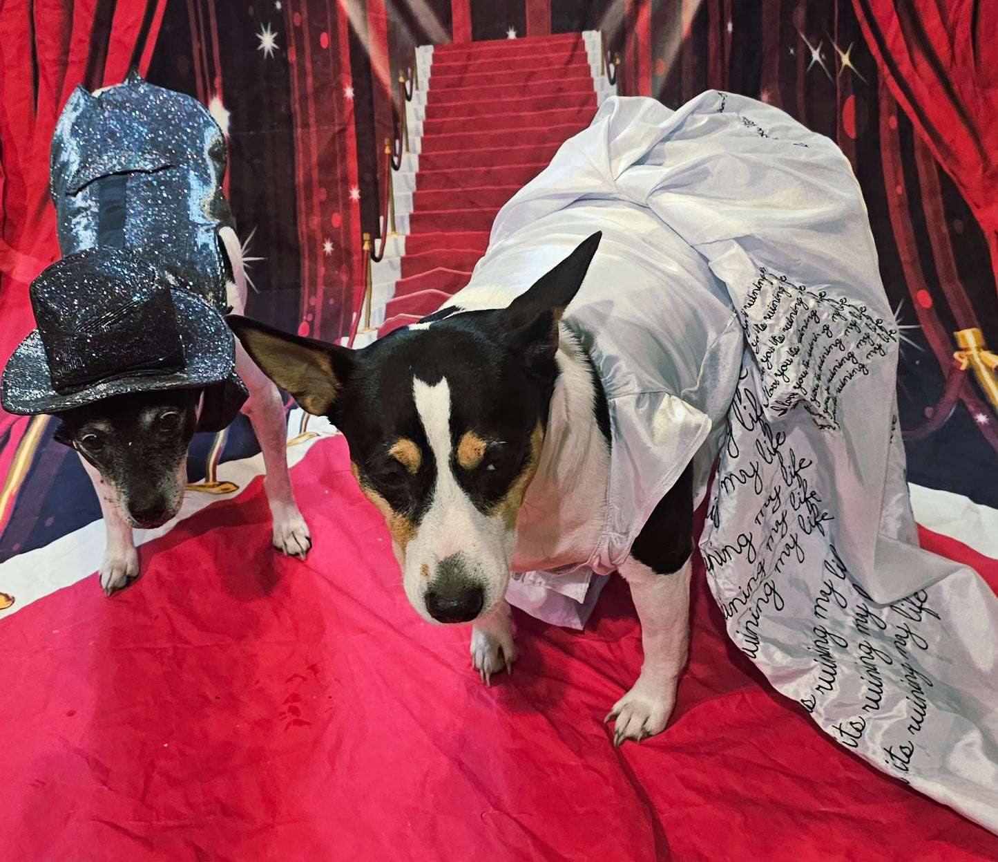 Glitter pet vest and top hat, Pet suit and top hat