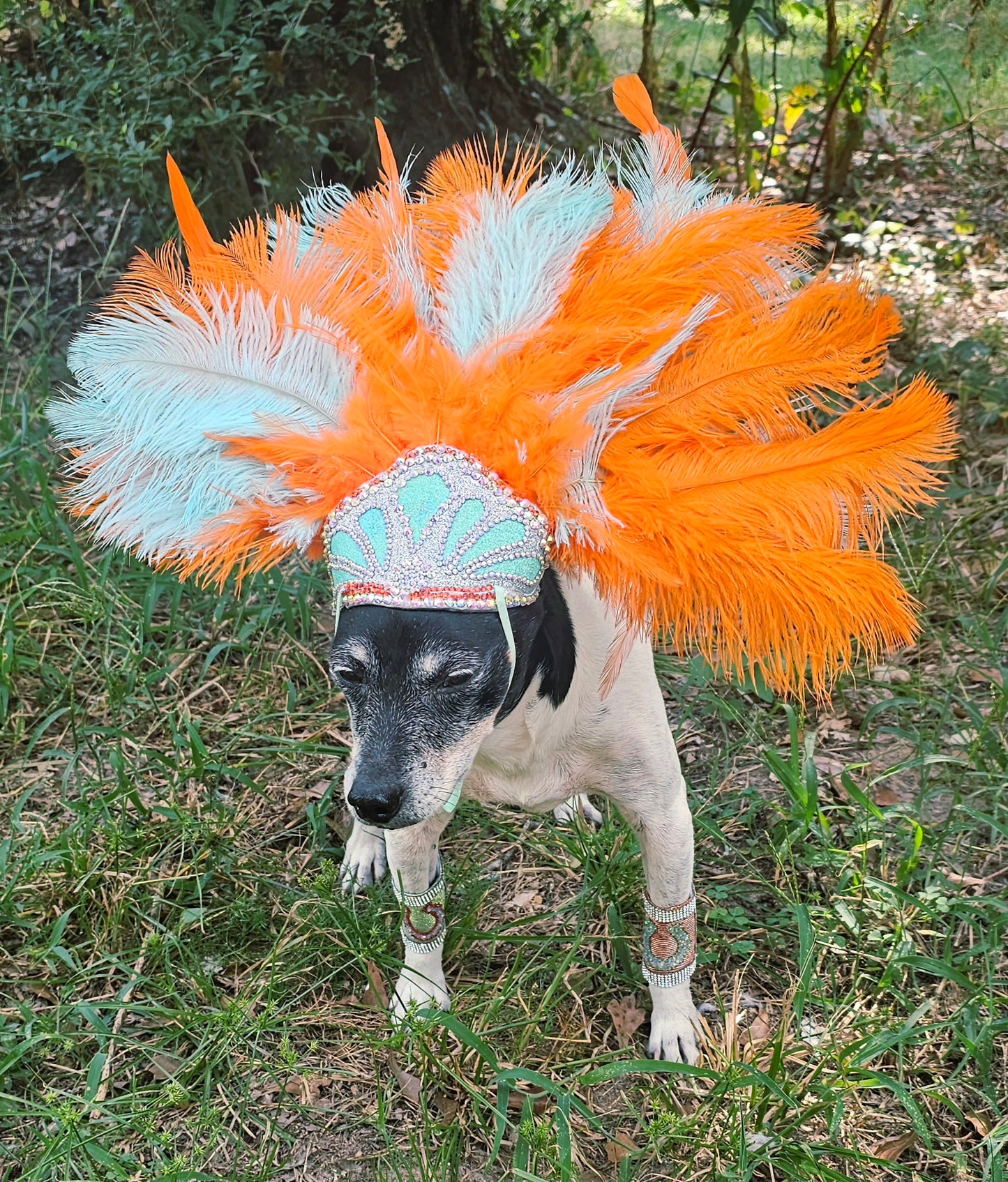 Showgirl Pet Headress, feather headress for dogs