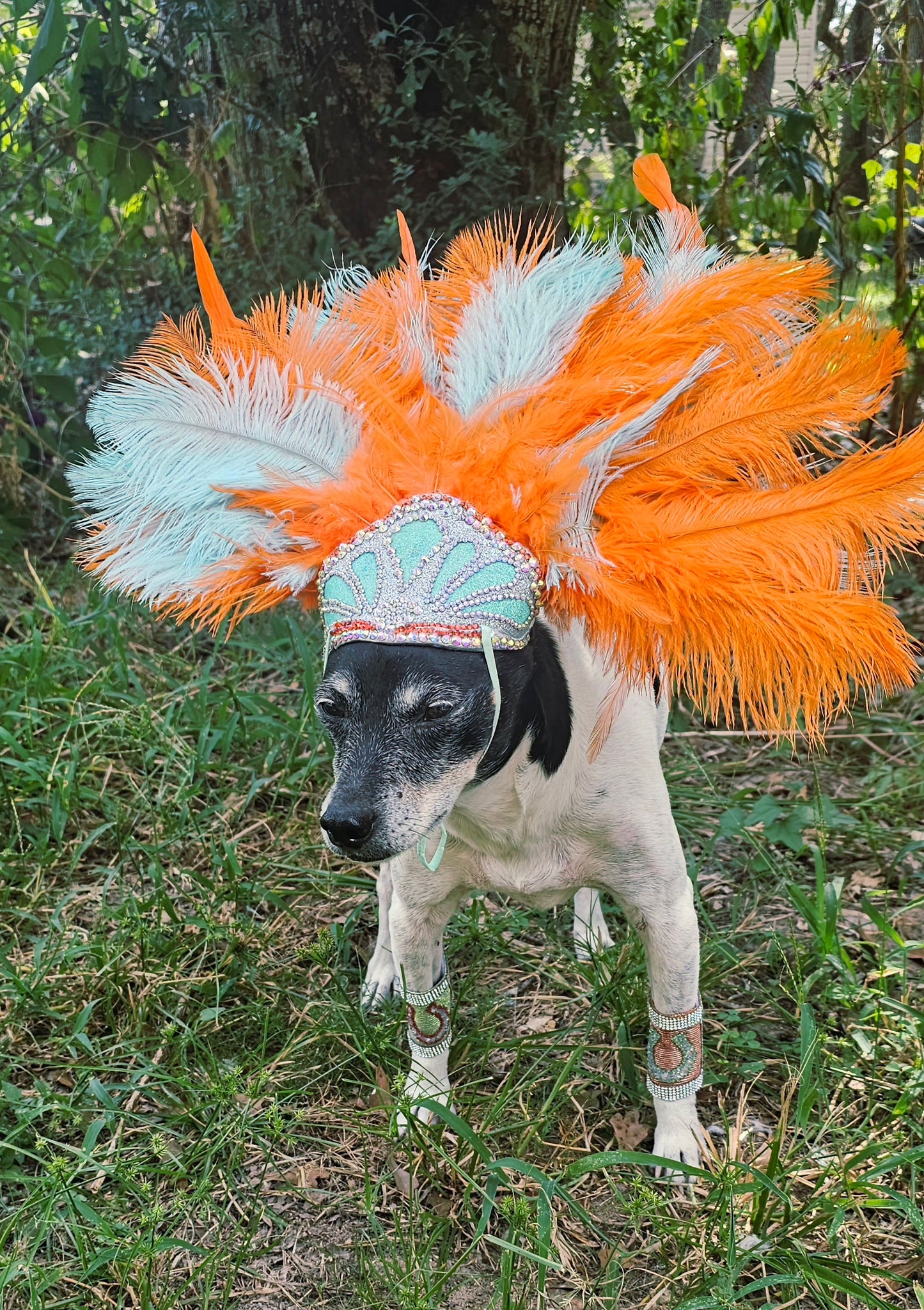 Showgirl Pet Headress, feather headress for dogs