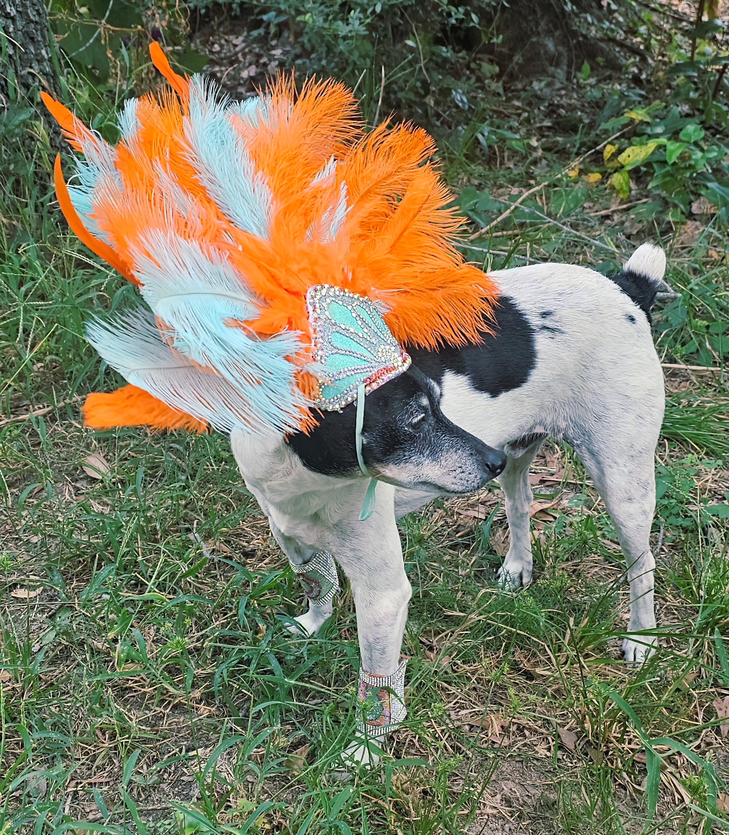 Showgirl Pet Headress, feather headress for dogs