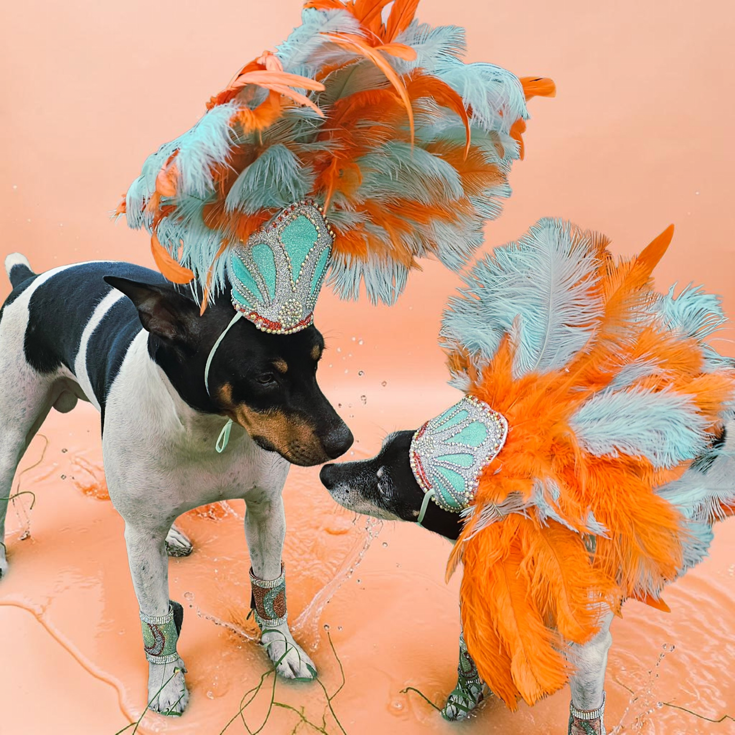 Showgirl pet costume, Life of showpet costume, feather showgirl pet costume