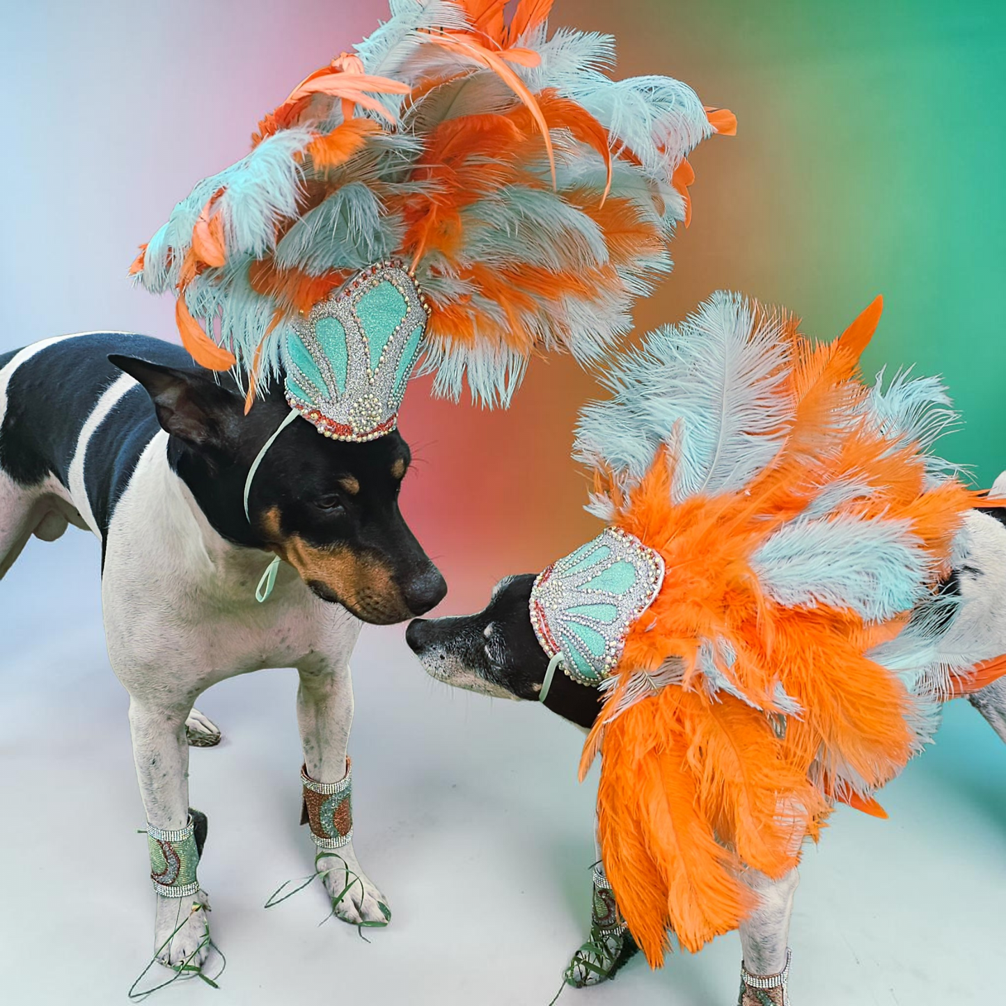 Showgirl pet costume, Life of showpet costume, feather showgirl pet costume