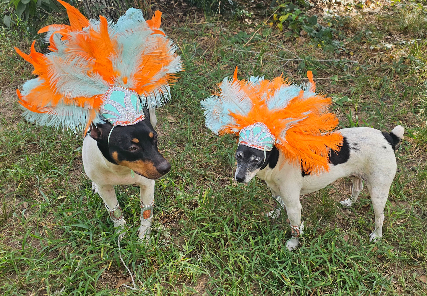 Showgirl Pet Headress, feather headress for dogs