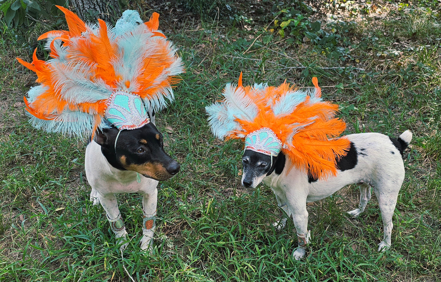 Showgirl Pet Headress, feather headress for dogs