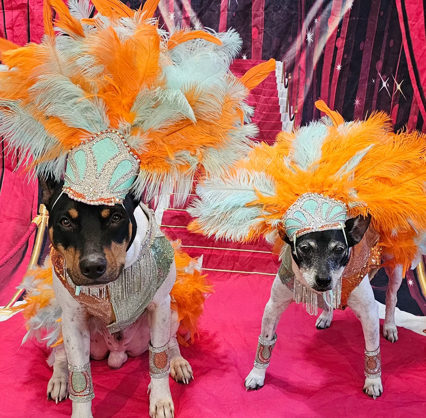 Showgirl pet costume, Life of showpet costume