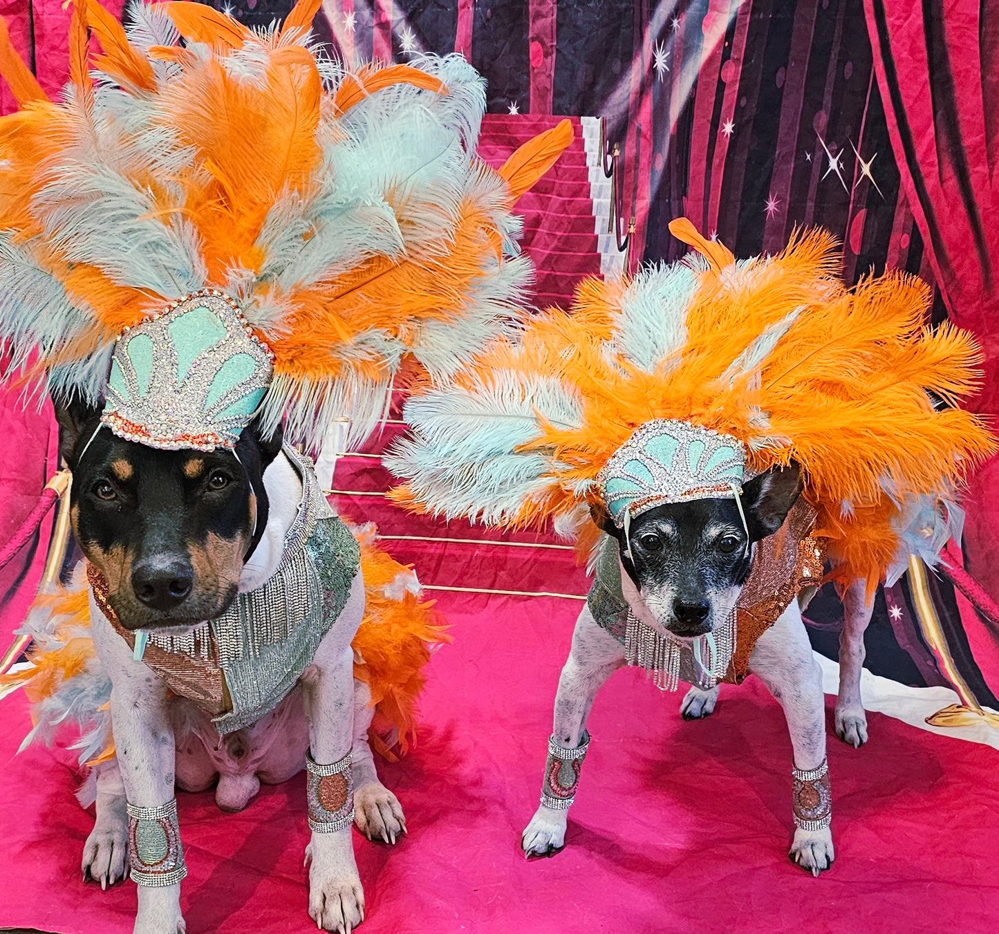 Showgirl pet costume, Life of showpet costume