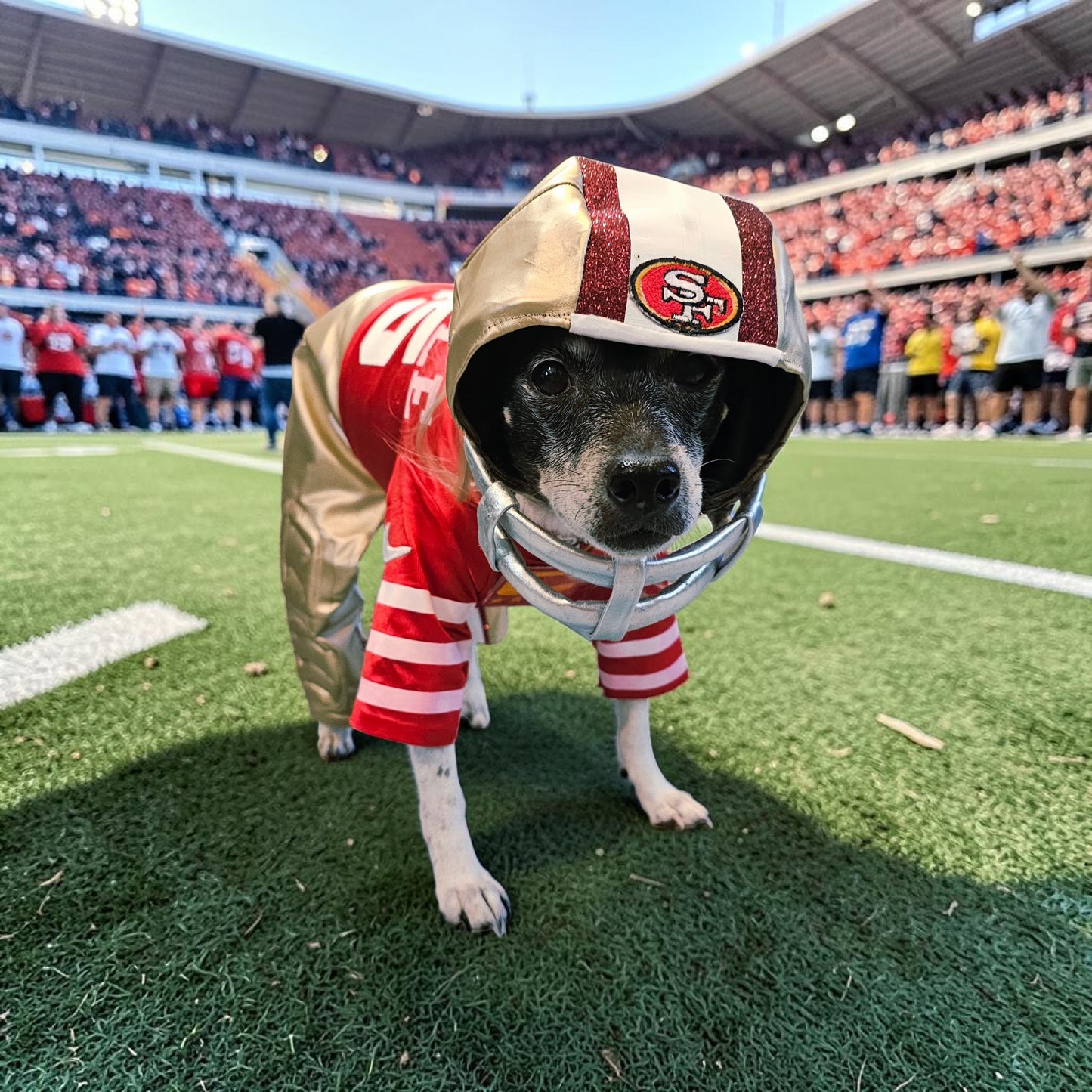 Football pet helmet, custom helmet for pets, nfl inspired football helmet