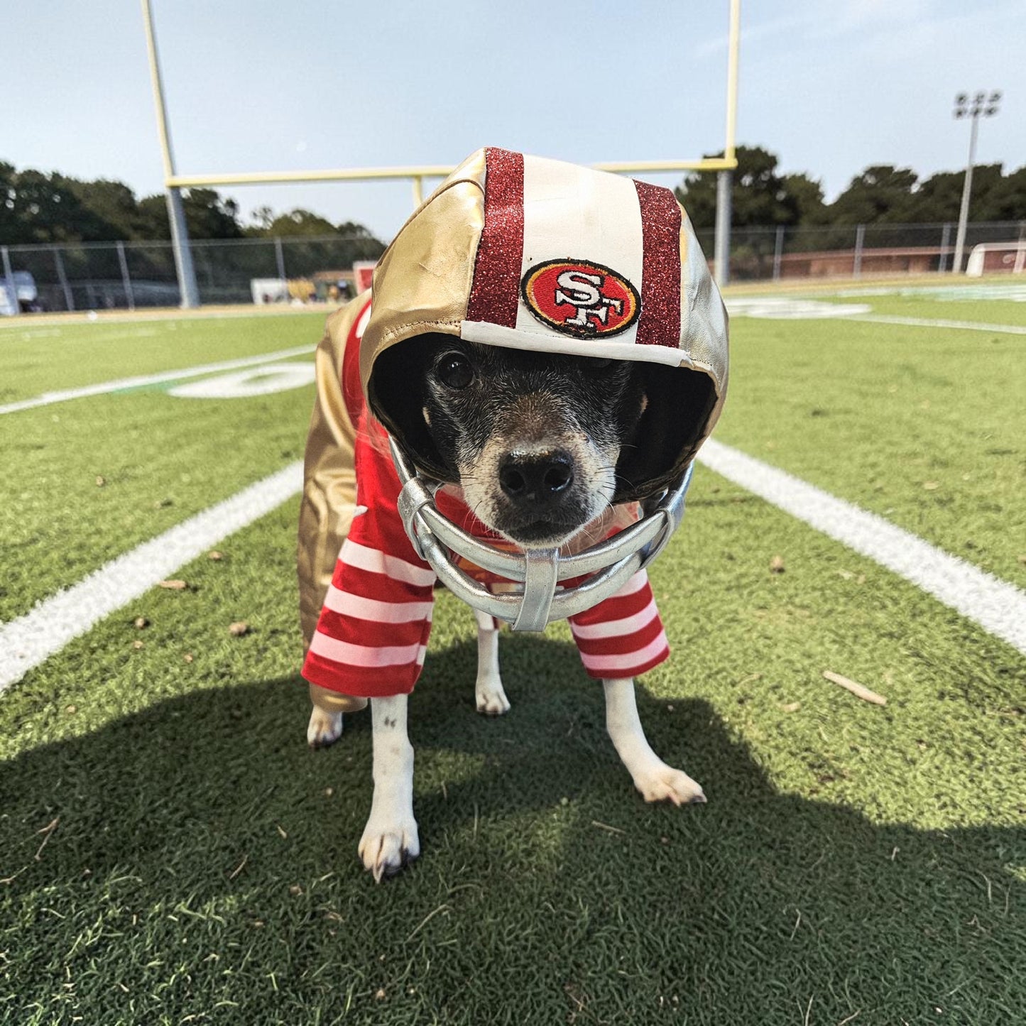 Football pet helmet, custom helmet for pets, nfl inspired football helmet