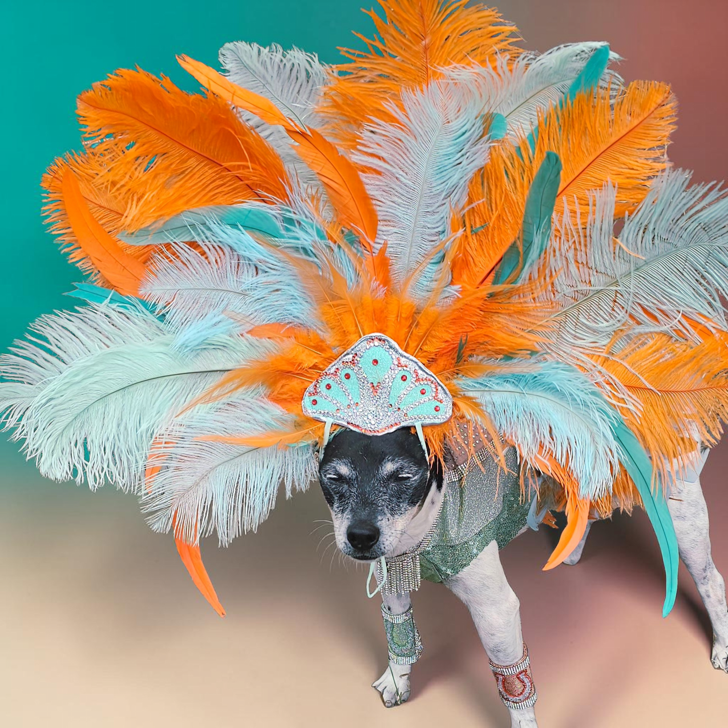 Showgirl pet costume, Life of showpet costume, feather showgirl pet costume