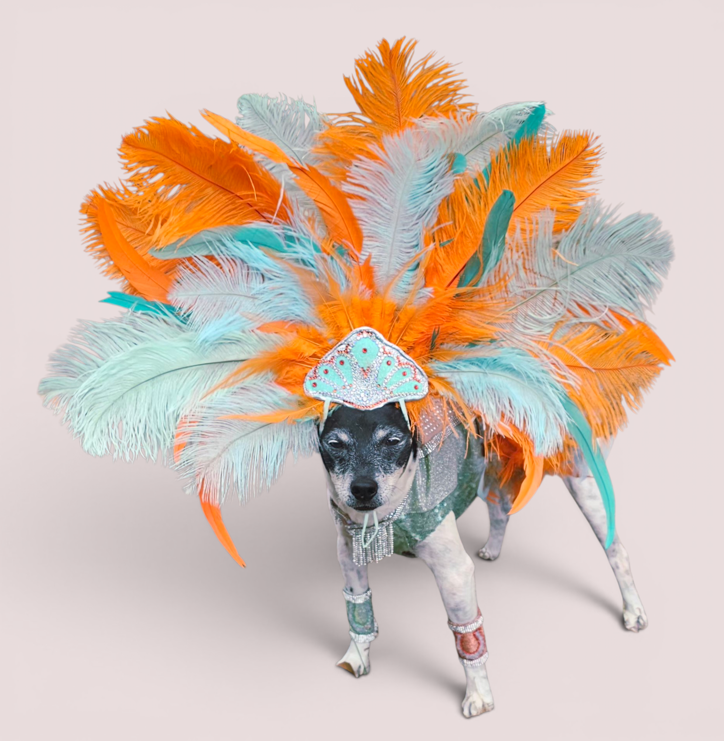 Showgirl pet costume, Life of showpet costume, feather showgirl pet costume
