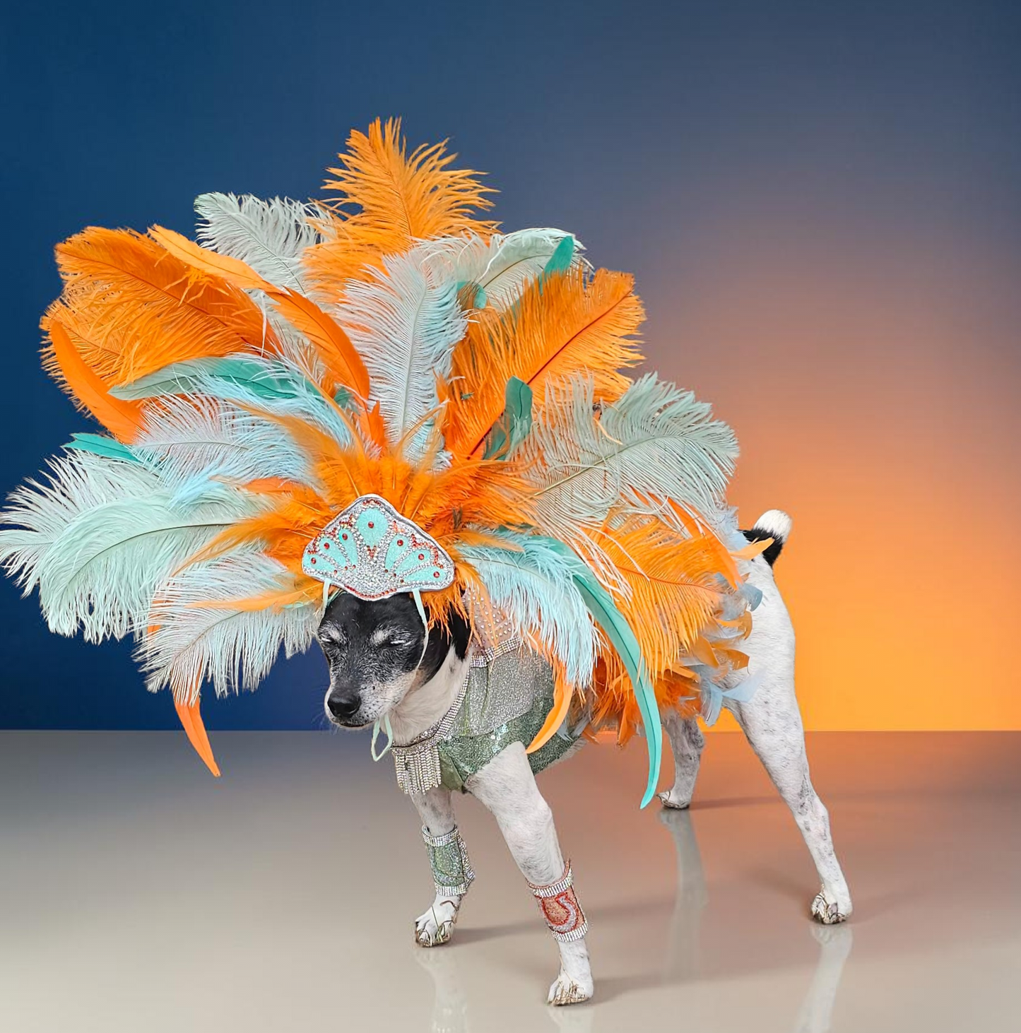 Showgirl pet costume, Life of showpet costume, feather showgirl pet costume