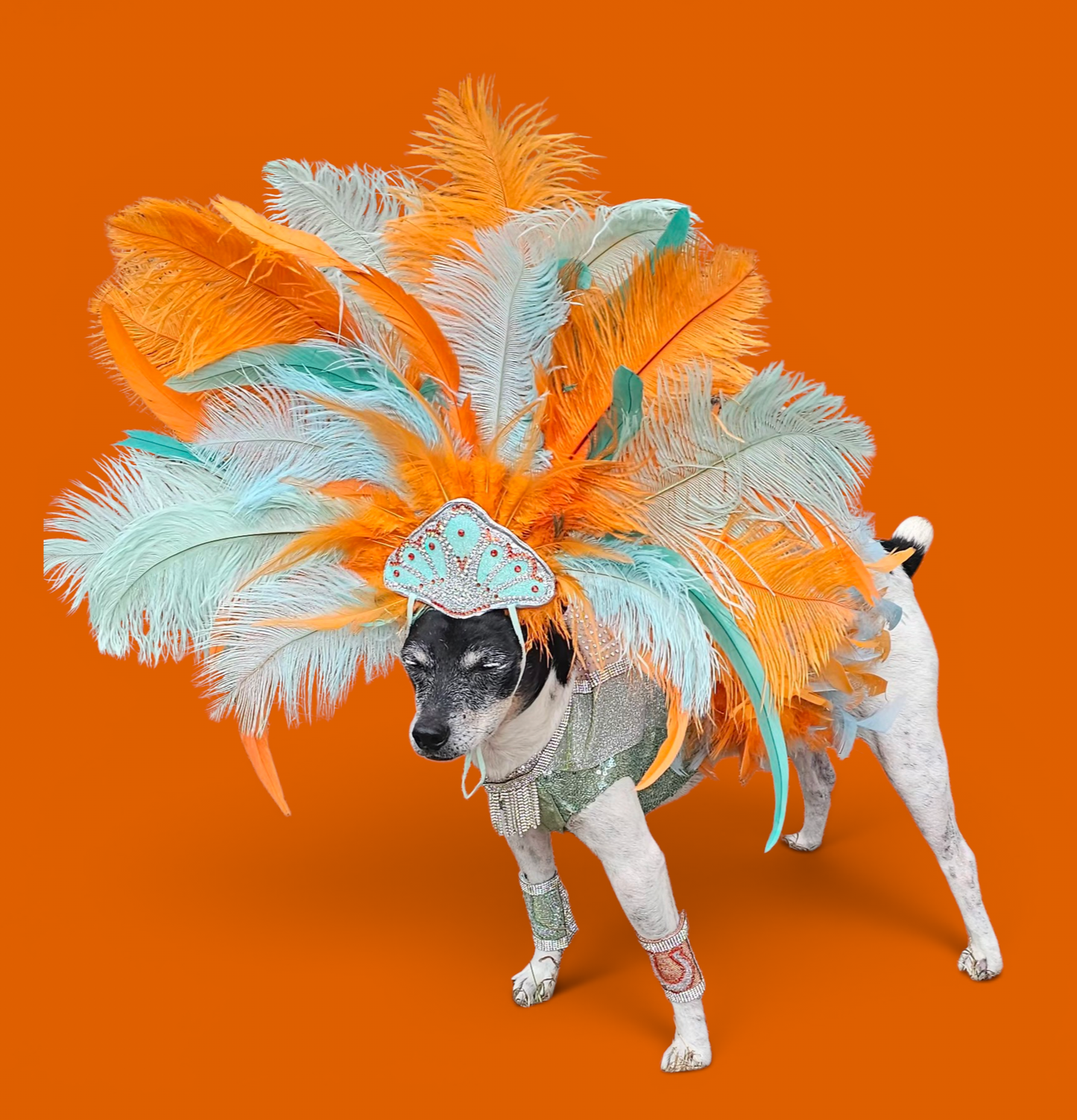 Showgirl pet costume, Life of showpet costume, feather showgirl pet costume