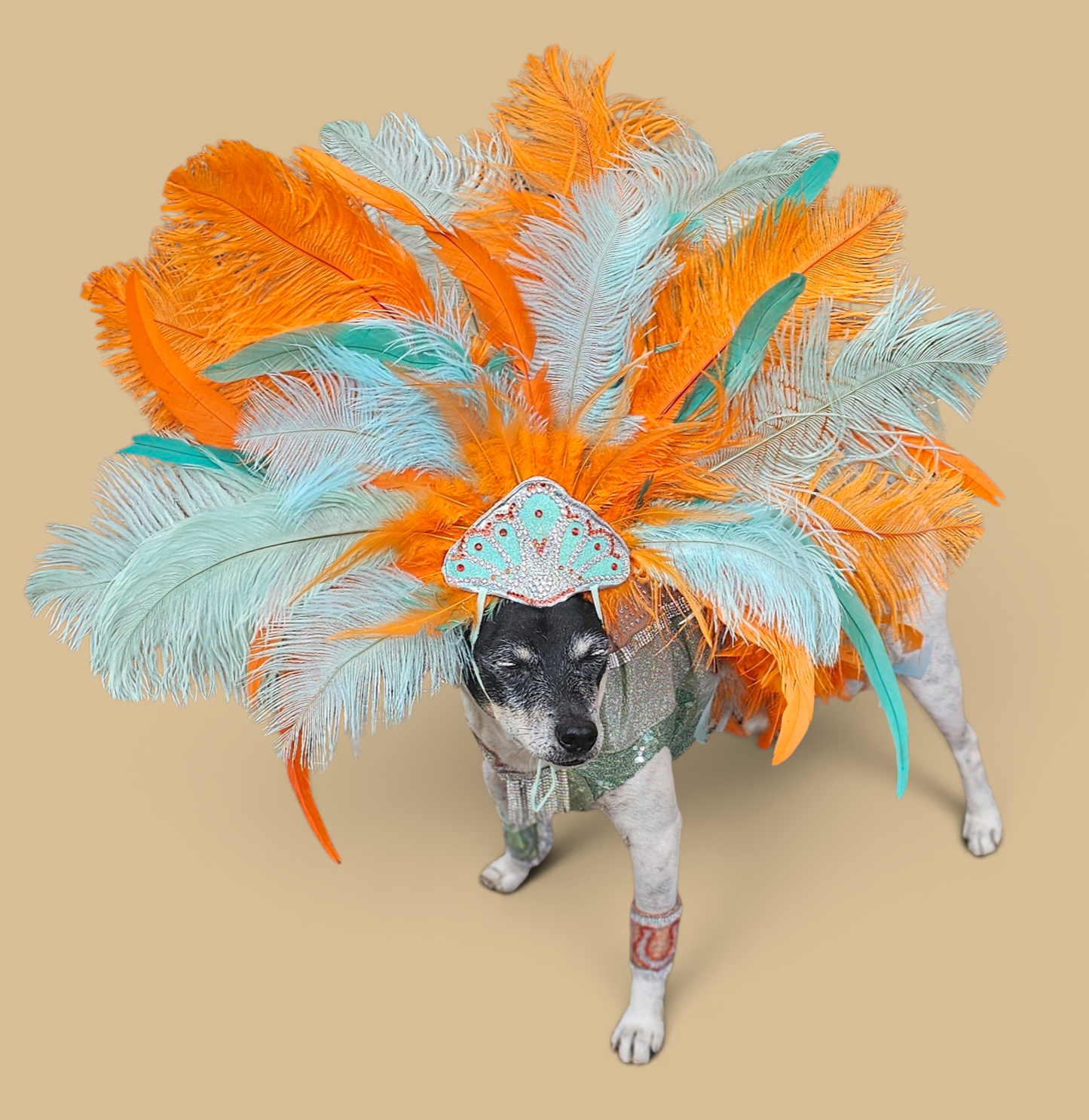 Showgirl pet costume, Life of showpet costume, feather showgirl pet costume
